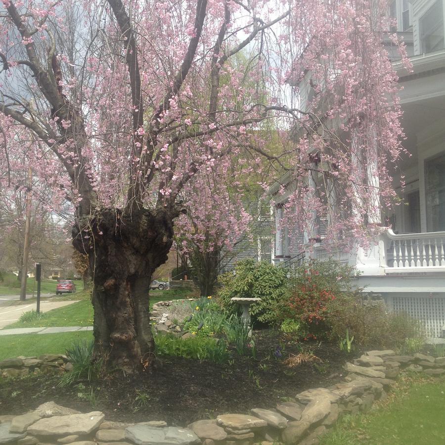 Victorian Charm Inn Towanda Esterno foto